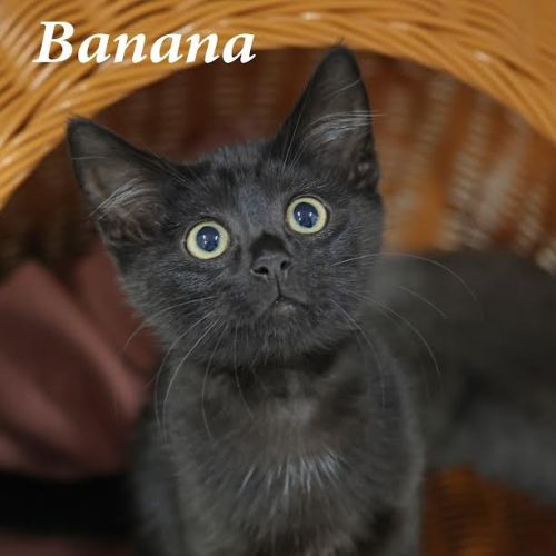 Banana