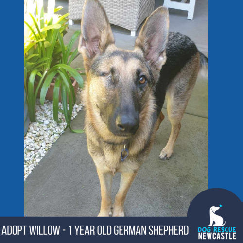 Willow - 1 Year Old German Shepherd (trial 23/2)