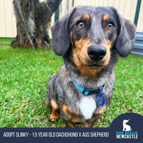 Slinky - 1.5 Year Old Dachshund X Aus Shepherd