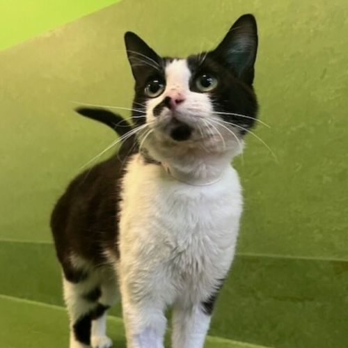 Oreo