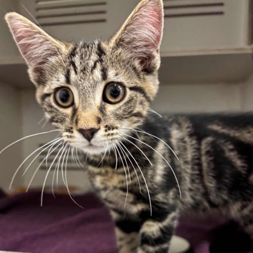 Preddy- Meet me at PETstock Zetland!