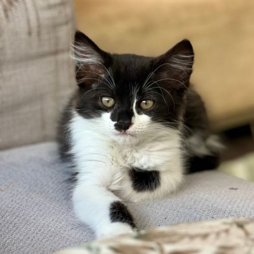 Tyseen ** 2nd Chance Cat Rescue**