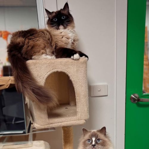 Maurice (and Dot)