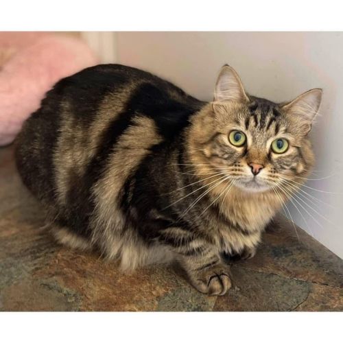 No photo for 9723   Bunny