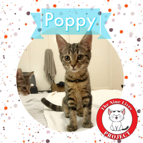Poppy *9 Lives Project Rescue*