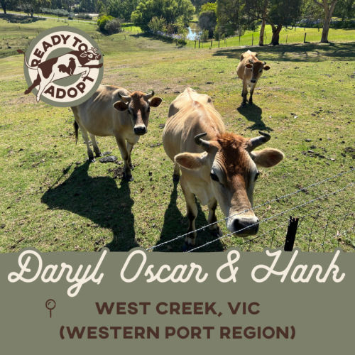 Daryl, Hank and Oscar