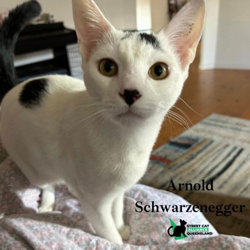 No photo for Arnold Schwarzenegger