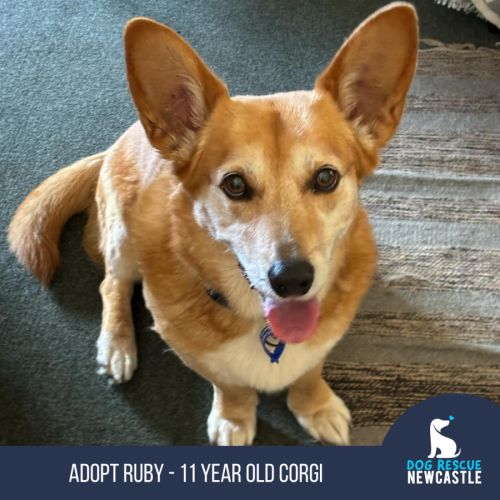 Ruby - 11 Year Old Cardigan Corgi (trial)