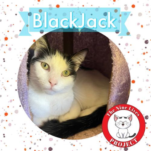 Blackjack *9 Lives Project Rescue*