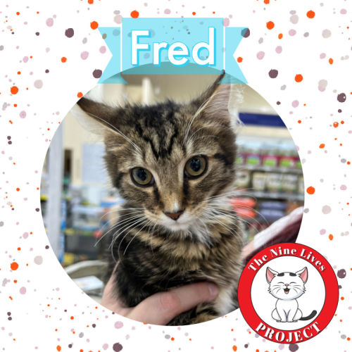 Fred *9 Lives Project Rescue*