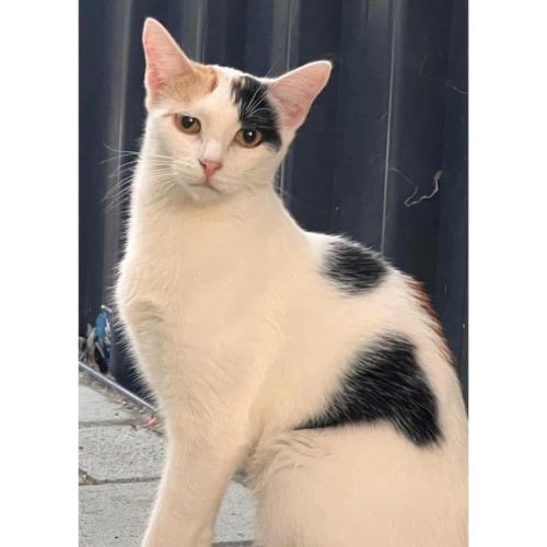 No photo for 9737 Parsnip