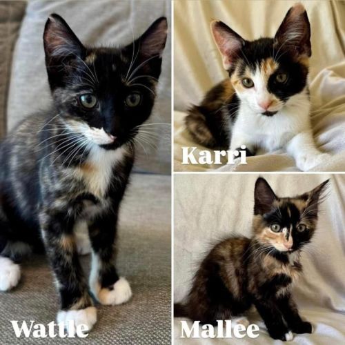 11773/4/5 - Wattle, Karri & Mallee