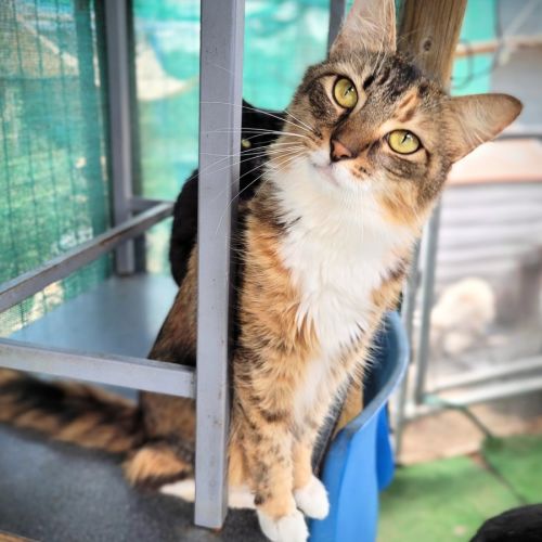 No photo for Scarlett 