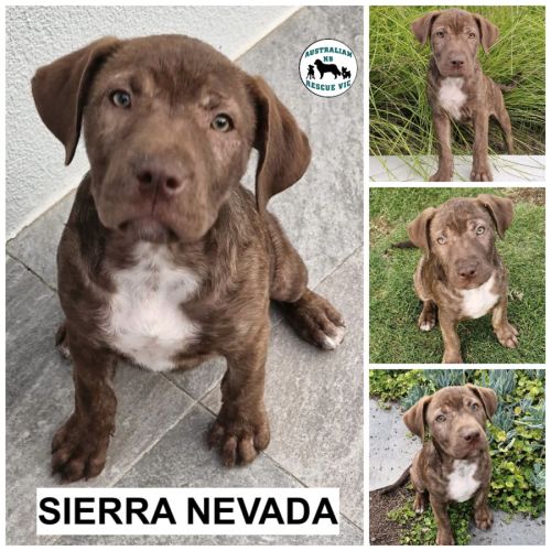Sierra Navada 