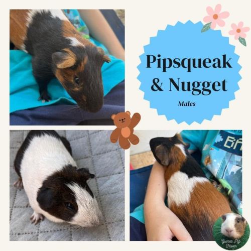 Pipsqueak & Nugget