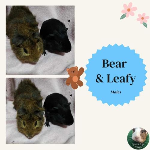 Bear & Leafy