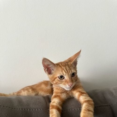 Jacuzzi - Available at Petstock Milperra