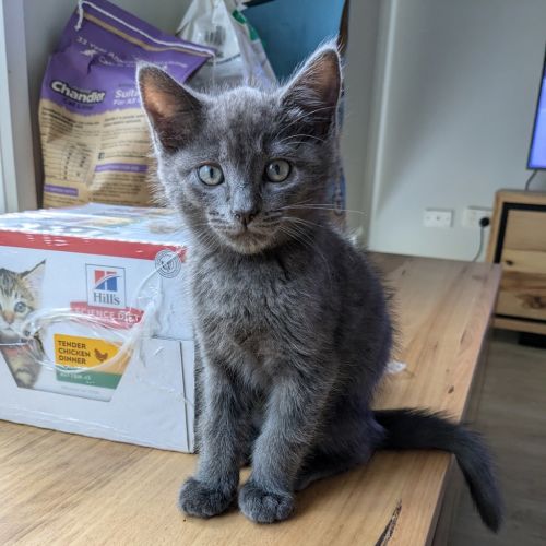 Odin