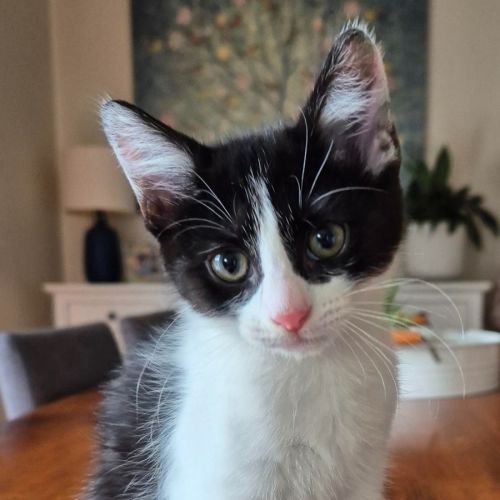 Ted meet me @petstock Dandenong store