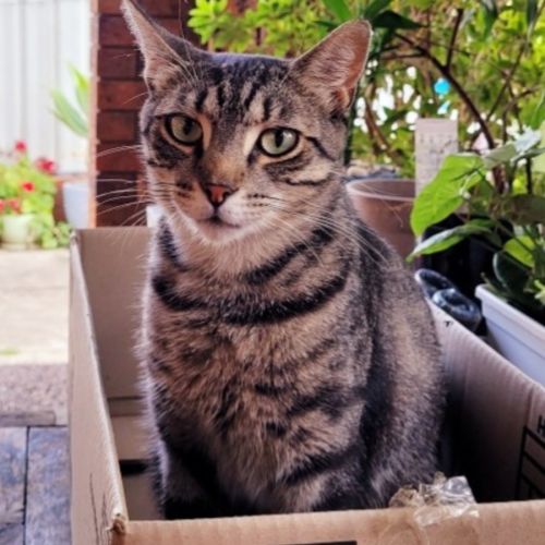 No photo for Raffaello