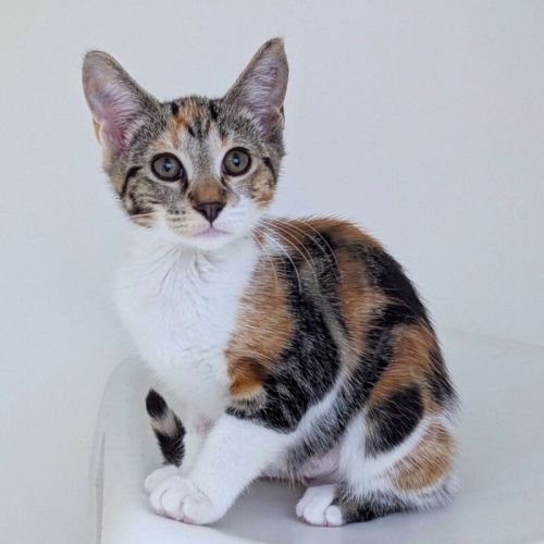 Gizelle