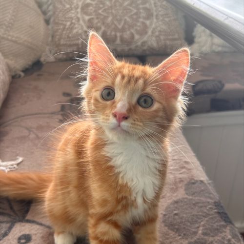 Ron Weasley (ex Barney)