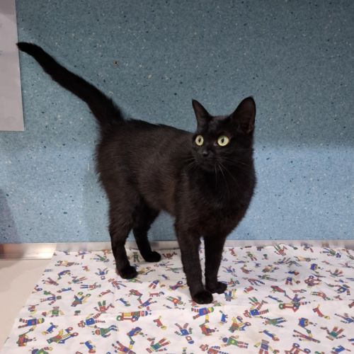 Salem