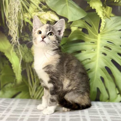 Uliana - Meet me at Vets on Parker Templestowe