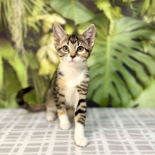 Ursula - Located in Preston