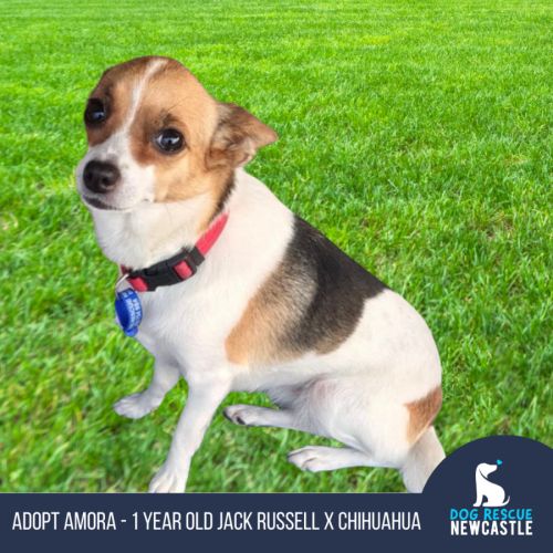 Amora - 1 Year Old Jack Russell X Chihuahua