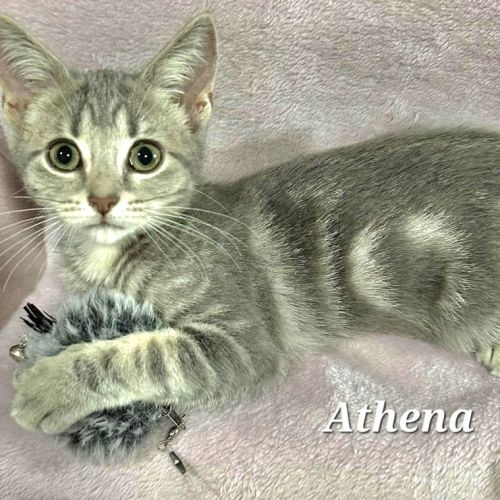 Athena