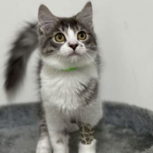 Princess Fluffytail