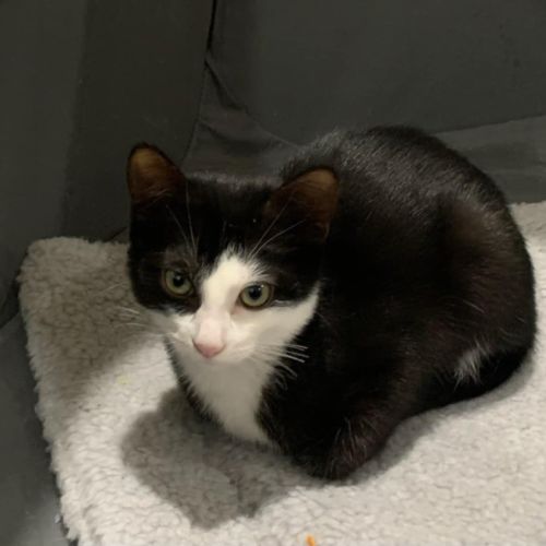 Bert meet me@petstock keysborough store