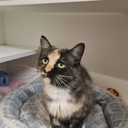 Mixie 