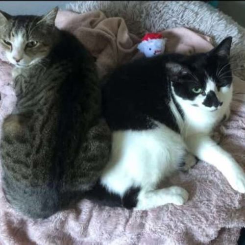 No photo for Biscuit And Marble