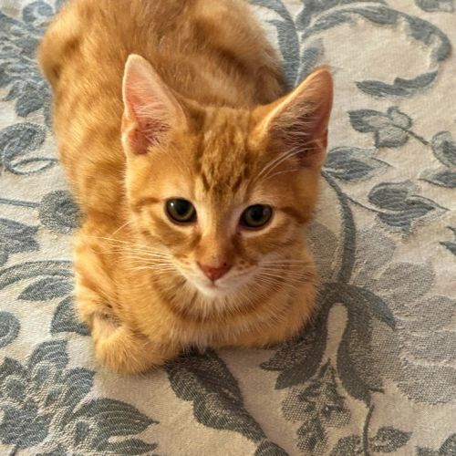 Dexter