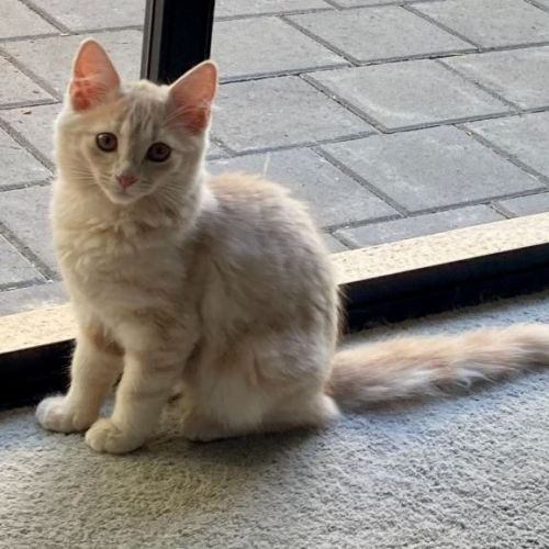 Heidi