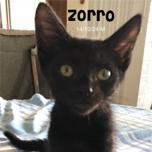 Zorro