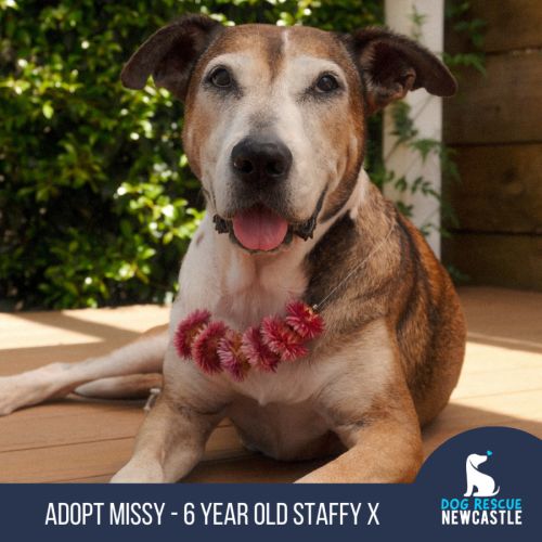 Missy - 6 Year Old Staffy X