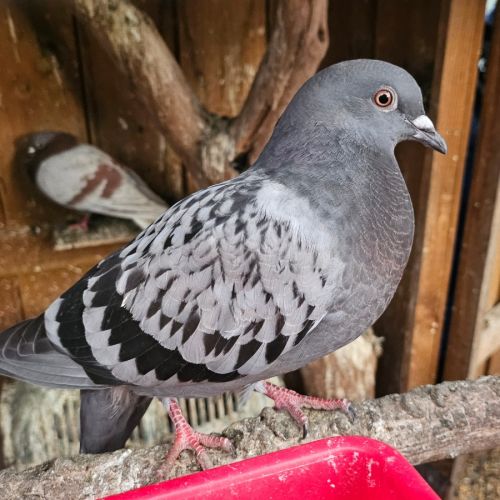 No photo for Stormcloud