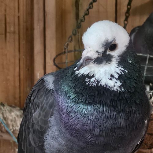 No photo for Raincloud