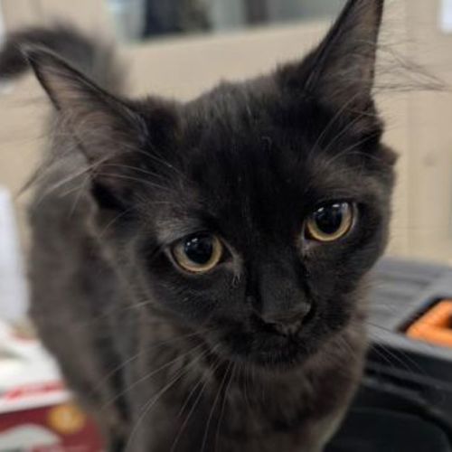 Lulu