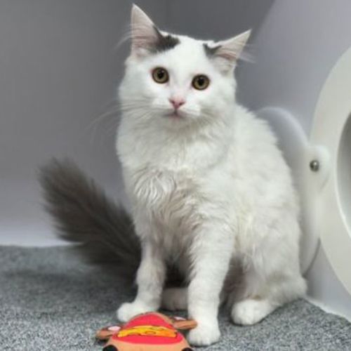 Kiki
