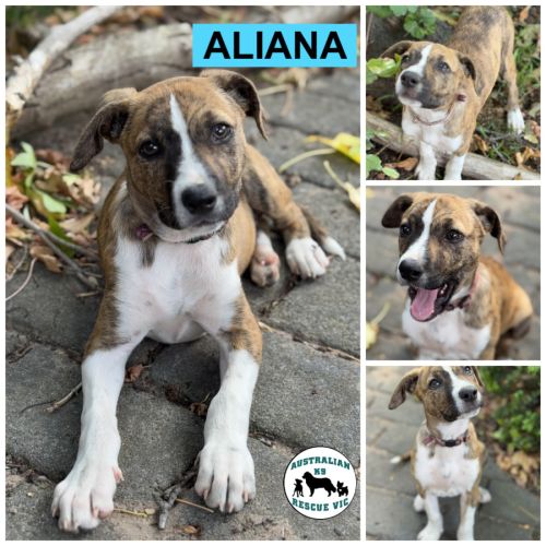 Aliana 