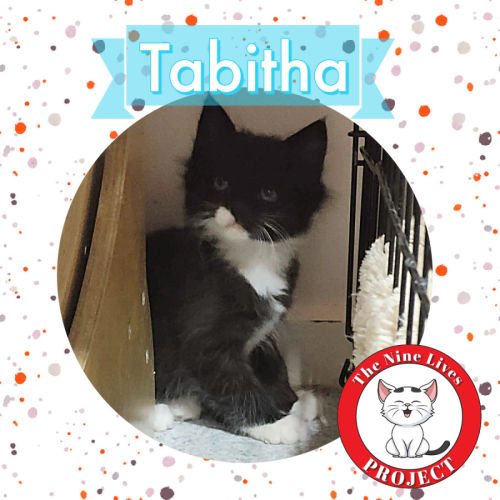 Tabitha M *9 Lives Project Rescue*
