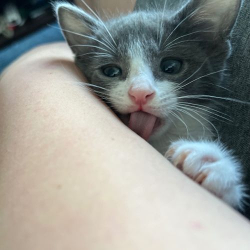 Vix