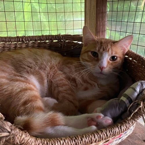 Marmalade