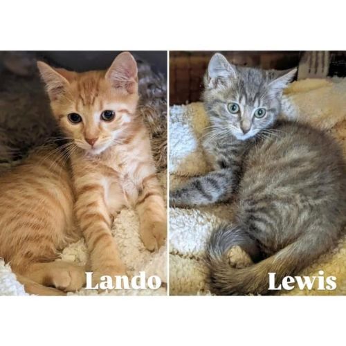 11666/7 - Lando & Lewis