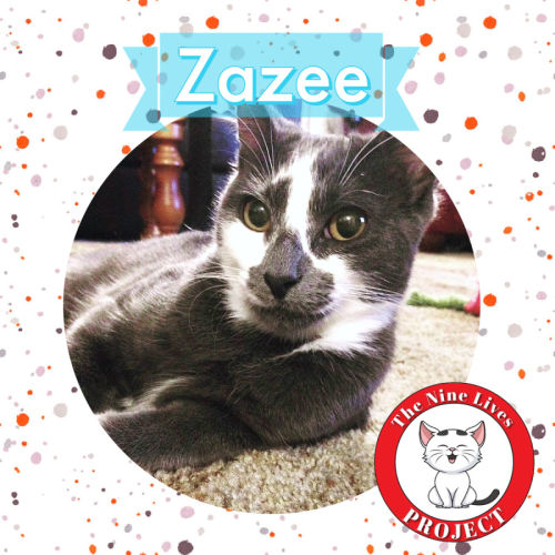 Zazee *9 Lives Project Rescue*