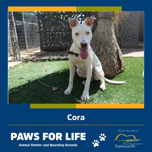 Cora